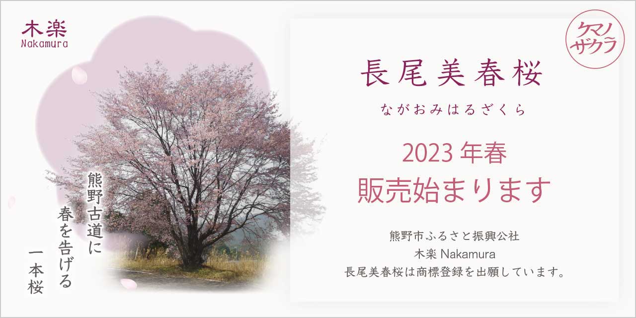 長尾美春桜2023年春販売始まります