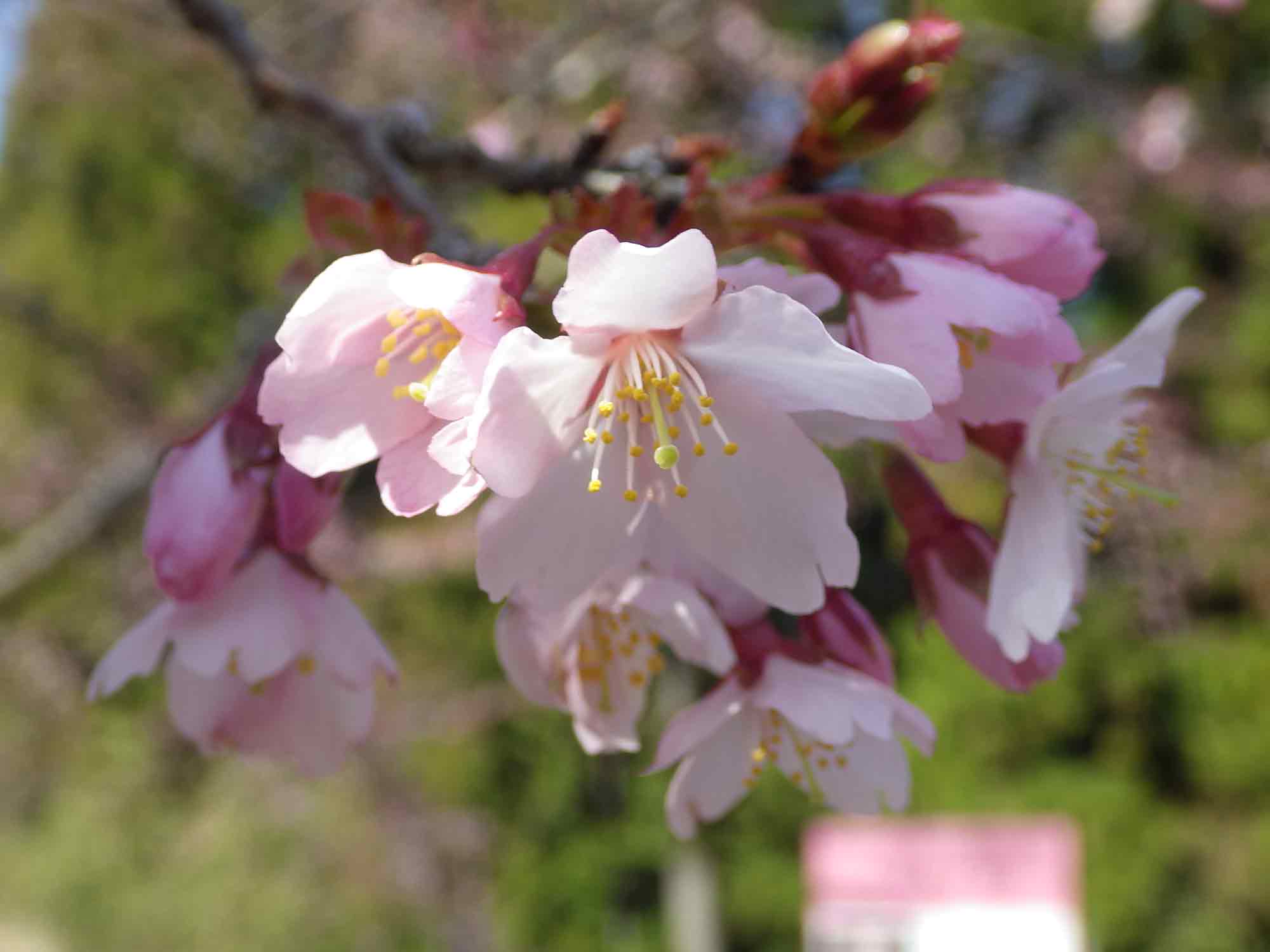 長尾美春桜の花