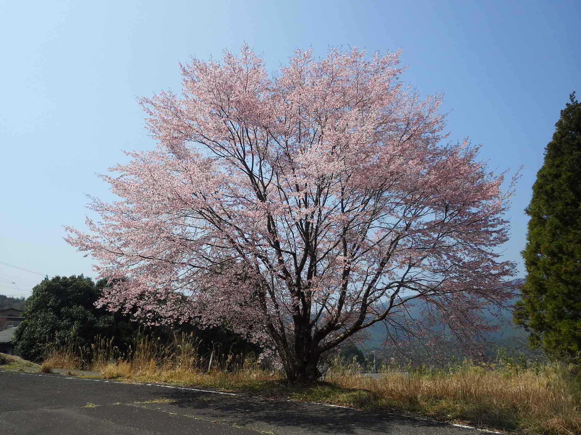 長尾美春桜の全体像